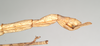 CollectionObject 1558652; NHMUK(SF IMPORT DUPLICATE) 845051, a9db6791-05d9-42c1-a67f-2d288a446cec: copyright Natural History Museum, London. female: end of abdomen, lateral view (lectotype). (CollectionObject).
