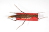 CollectionObject 1560290; 5e5d5267-cb7e-4862-a146-e301633140c8: copyright ZMB, Berlin. female (paratype). (CollectionObject).;CollectionObject 1560291; 87646c42-9267-43be-8965-edf15a749cc9: copyright ZMB, Berlin. female (paratype). (CollectionObject).;CollectionObject 1560292; 683d12e7-949b-4b50-9136-a19dccf017fc: copyright ZMB, Berlin. female (paratype). (CollectionObject).