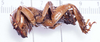 CollectionObject 1517601; f0545bad-f91a-43ea-ab65-16d3b3695ad0: (CollectionObject).