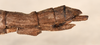 CollectionObject 1562252; e4ecf6ce-88ff-46e0-83e1-d582b1606cfc: copyright OUMNH. female: end of abdomen, lateral view of Phasma (Necroscia) maculicollis (lectotype). (CollectionObject).
