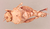 CollectionObject 1518537; 8ef9c147-f707-4639-ae9d-fb0d48d75925, NHMUK015982315: Crypsicerus glaber (holotype). (CollectionObject).