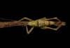 CollectionObject 2242448; 537bc227-1c12-4ae0-a5a3-0fbd44a7e2e0: male nymph. (CollectionObject).