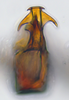 Aedeagus, ventral view on Arawa Knight, 1975 n. sp. 30-83: (Observation).