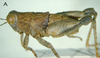 Eneremius pusillus (Uvarov, 1925): male, lateral view. (Otu).