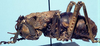 male (holotype). Depicts CollectionObject 1522272; bca8d742-a681-459a-88e9-787e4e84aa13, a CollectionObject.