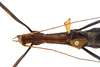 CollectionObject 1581376; 59bc794b-232e-463a-8ac0-005b3ce961cc: copyright MZSP. female: head & thorax, dorsal view. (CollectionObject).;CollectionObject 1581377; d45c686c-a707-4895-a1dc-935a9f403e39: copyright MZSP. female: head & thorax, dorsal view. (CollectionObject).;CollectionObject 1581378; 7170e432-3969-4793-b5be-5351c968f6f2: copyright MZSP. female: head & thorax, dorsal view. (CollectionObject).