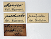 Other on Batusa producta (Stål, 1864): (Observation).