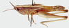 Weenenia lineata Brown, 1962: female, lateral view. (Otu).