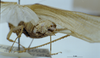 CollectionObject 1503401; MBBJ 3226042, ca46cca4-244e-48da-9972-0201fdff8bcc: male cerci. (CollectionObject).