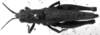 CollectionObject 1538326; 925cd9fe-8f9f-4ad6-a6bf-9d74abb5aeff: Image Carbonell, C.S. female, dorsal view (holotype of Truxalis coriacea). (CollectionObject).