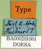 CollectionObject 1501260; 35b25b82-8138-4bf0-beb5-83bc1de53f01, DORSA BT000203S01: labels (holotype). (CollectionObject).