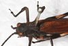 CollectionObject 1552406; 10572839-064f-4ad4-a5d8-f29bb26ec104: female, dorsal view (as Sc. vigorsii). (CollectionObject).