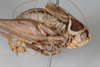 CollectionObject 1475708; 19fbc150-81d7-45ba-a036-b7db7fde2400: Male, #1, lateral view (syntype). (CollectionObject).