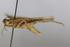 CollectionObject 1586668; 6c885ac7-1b41-4de3-9f85-ed0b628ba9da: male, lateral view (paratype). (CollectionObject).