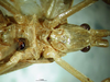 CollectionObject 1500417; 9c0c9129-e26f-4bda-8af6-38ba27515894: male sternites (holotype). (CollectionObject).