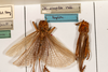 CollectionObject 1531276; 48681b7a-2be1-437d-970c-6ca62050ee3e: female, on drawer (syntype). (CollectionObject).