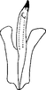 Aedeagus, ventral view on Elginus saltus (Naudé, 1926): Aedeagus, ventral view. (Observation).