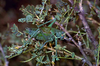 CollectionObject 1536598; CH5340, ba6d7bb3-4152-465d-8b05-1aaa5ef79fbb: male. (CollectionObject).