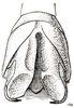 Erianthella formosana (Shiraki, 1910): Fig. 58 (from Fuhoso, Museum Berlin-Dahlem). male abdomen tip, dorso-posterior view. (Otu).