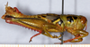 CollectionObject 1499450; 0491d32f-44fb-4013-8cbf-09de52d10e2e: male, right lateral view (holotype). (CollectionObject).
