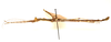 CollectionObject 1595883; 4c447941-4ce3-4d32-8fd6-585d6b536bc1: copyright LKCNH Singapore. male, lateral view (paratype). (CollectionObject).