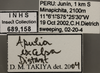 Other on Apulia excelsa Distant, 1908: Labels. (Observation).
