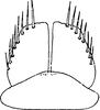 Subgenital plate: !! display not done !! on Streptanus (Streptanus) sordidus (Zetterstedt, 1828): Subgenital plate. (Observation).