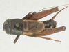 CollectionObject 1505486; ecc99b77-2b79-4c32-8f99-bd04746d18a8: male, dorsal view (holotype). (CollectionObject).