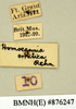 Arenivaga erratica (Rehn, 1903): Copyright Natural History Museum, London. Labels from non-type (adult male) in BM(NH). (Otu).