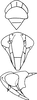 Head: !! display not done !! on Empoasca (Empoasca) fabae (Harris, 1841): Head and thorax. (Observation).
