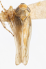 Habitus, dorsal view on Colladonus rupinatus (Ball, 1911): (Observation).