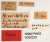 CollectionObject 1561537; 46e2a3b8-f6de-4edc-b637-ee6946c6febd: copyright NHRS, Stockholm. male, data labels (holotype). (CollectionObject).