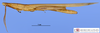 CollectionObject 1514368; 9355326b-d81e-4248-a871-8c65180a419e, MLP3785: female, lateral view (paratype). (CollectionObject).