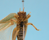 Aphonomorphus (Aphonomorphus) parvus Piza, 1968: female, face frontal view (syntype). (Otu).