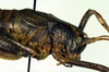 CollectionObject 1500378; 0d3d9253-cc6f-4062-afcd-9fc220ee55ec: male pronotum, lateral view (syntype). (CollectionObject).
