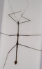 CollectionObject 1559446; bf98a1da-042d-4a2b-a1b1-b039e95eff5b: copyright MVMA, Melbourne. male of Lonchodes geniculatus (holotype). (CollectionObject).