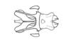 Oxybleptella sagitta Giglio-Tos, 1894: Fig. 27A. phallic complex without epiphallus, dorsal view. (Otu).