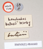 CollectionObject 1559776; a9816998-9d6f-433a-9811-dc1e868777d9, NHMUK(SF IMPORT DUPLICATE) 844660: copyright Natural History Museum, London. female, data labels [round label reversed] (holotype). (CollectionObject).