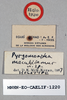 CollectionObject 1540707; d8d46e07-df3f-4727-8a9b-2314a5f7599c: male, labels (holotype). (CollectionObject).