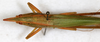 female, dorsal view (syntype). Depicts CollectionObject 1531664; 5672197f-01e7-4c49-87a6-ef810143895b, a CollectionObject.