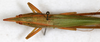 CollectionObject 1531664; 5672197f-01e7-4c49-87a6-ef810143895b: female, dorsal view (syntype). (CollectionObject).