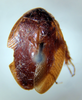 Riatia orientis (Hebard, 1926): Photo taken by Heidi Hopkins. (Otu).