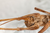 CollectionObject 1475002; 0c7dc88e-84d3-455e-a200-7f087d2be611: female, ventral view (syntype). (CollectionObject).