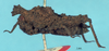 CollectionObject 1518003; 969a20d0-6a85-400f-8991-264c48885119, NHMUK10924396: female, lateral view (holotype). (CollectionObject).