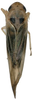 Habitus, dorsal view on Anufrievia crispata Tan, Jiang & Song, 2021: (Observation).