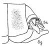 Apteroteleutias amoenus Beier, 1962: Fig. 6. male abdomen tip, lateral view (Sa - supra-anal plate, Sg - subgenital plate). (Otu).