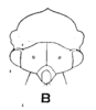 Head: !! display not done !! on Deiroderes inermis Ramos Alemar, 1957: (Observation).