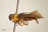 Habitus, lateral view: !! display not done !! on Plectoderes (Plectoderes) collaris (Coquebert de Montbret, 1801): (Observation).