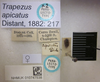 CollectionObject 1595295; a3f54301-a4f6-4640-ae78-6364dababa19: Trapezus apicatus. Paralectotype. (BMNH) - (CC BY-NC 4.0) Photo by Stuart Cole, reproduced with permission from the Natural History Museum, London, UK. (CollectionObject).