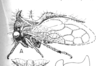Habitus, lateral view on Cyphonia capra (Burmeister, 1833): (Observation).